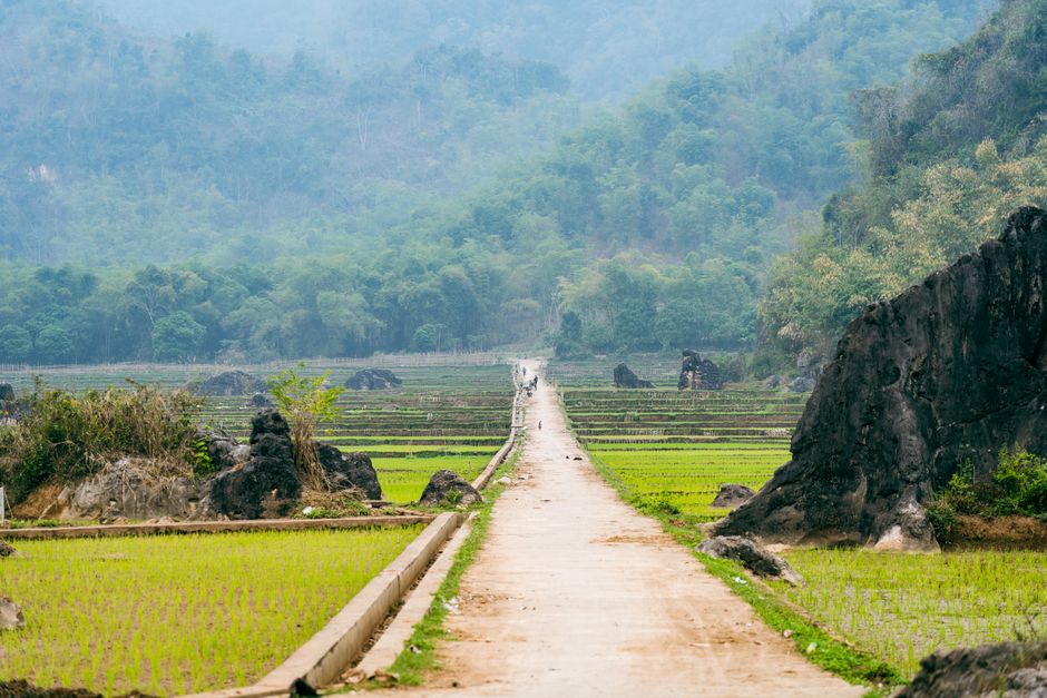 Explore the serene Asian landscape featuring a dirt road through rice paddies in Vietnam.