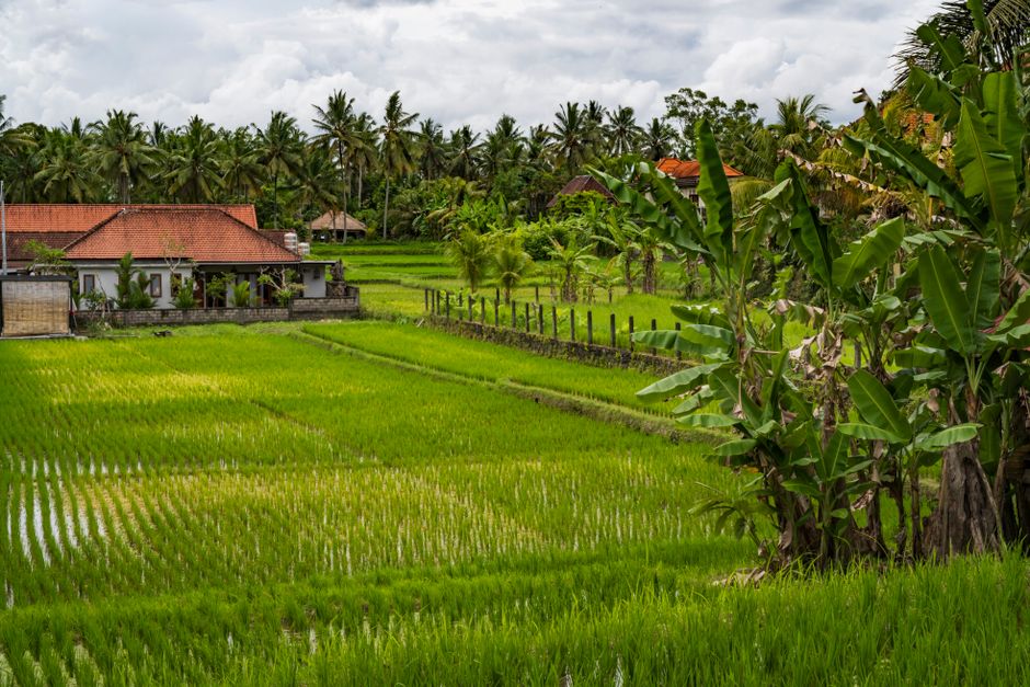 Scenic view of rice paddies and tropical landscape in Bali, Indonesia.