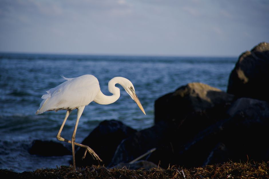 A great egret stands by the ocean in Miami, Florida, showcasing coastal wildlife.