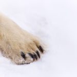 So Darling, So Deadly: Seeing the Churchill Polar Bears