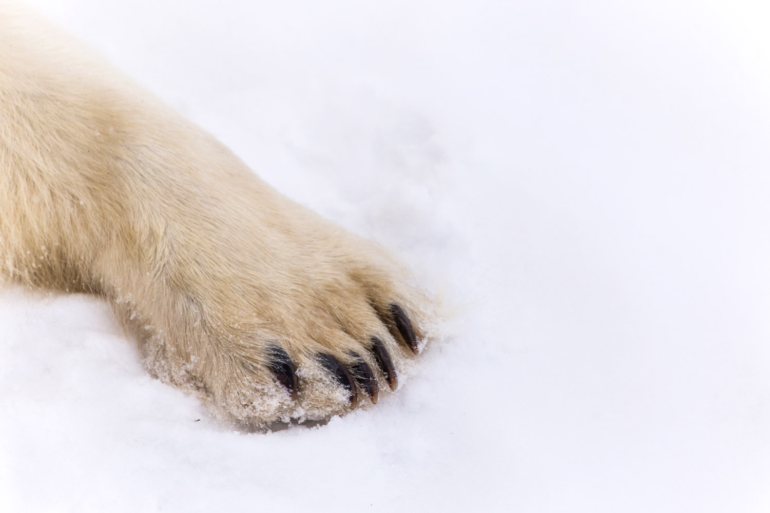 So Darling, So Deadly: Seeing the Churchill Polar Bears So Darling, So Deadly: Seeing the Churchill Polar Bears