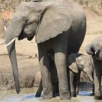 Honeymoon Destinations Zimbabwe: Zimbabwe Honeymoon: Victoria Falls, Hwange Safari, and Lake Kariba Without the Crowds