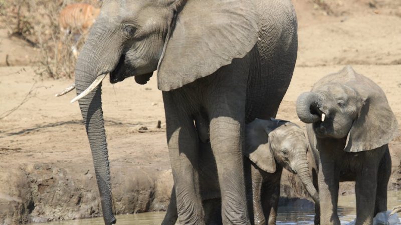 Honeymoon Destinations Zimbabwe: Zimbabwe Honeymoon: Victoria Falls, Hwange Safari, and Lake Kariba Without the Crowds