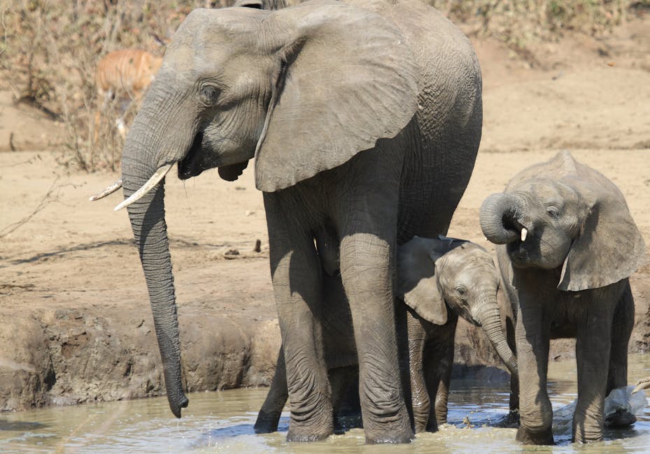 Honeymoon Destinations Zimbabwe: Zimbabwe Honeymoon: Victoria Falls, Hwange Safari, and Lake Kariba Without the Crowds