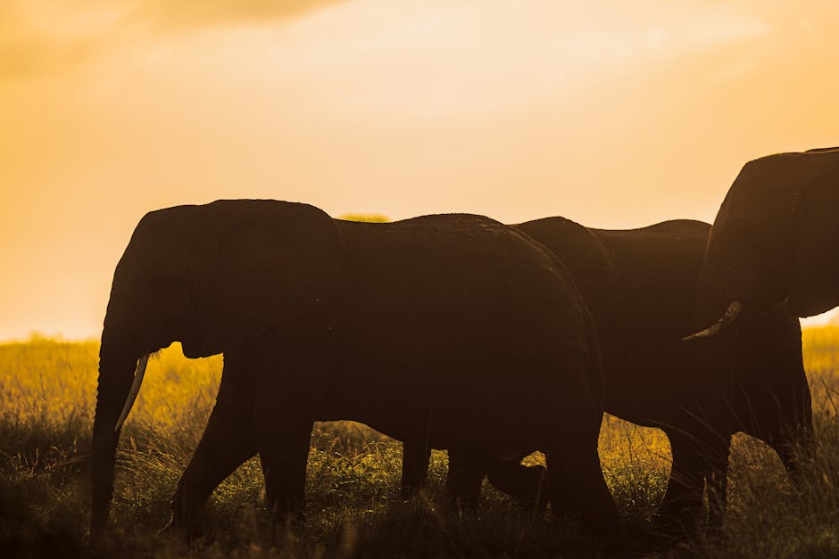 Silhouettes of elephants walking through the grassland at sunset, showcasing wildlife beauty.