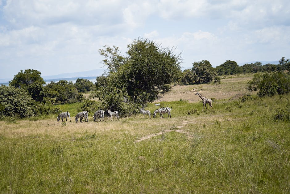 A serene African grassland scene with zebras grazing near a lone giraffe under clear skies.