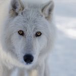 Visiting Yamnuska Wolfdog Sanctuary