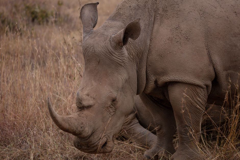A black rhino resting in the tall grass of the African savannah, showcasing its distinct horn.
