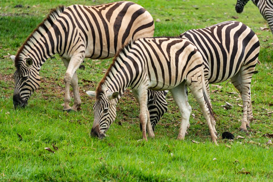 Close-up of zebras grazing on vibrant green grass in a wildlife reserve, showcasing their striking stripes.
