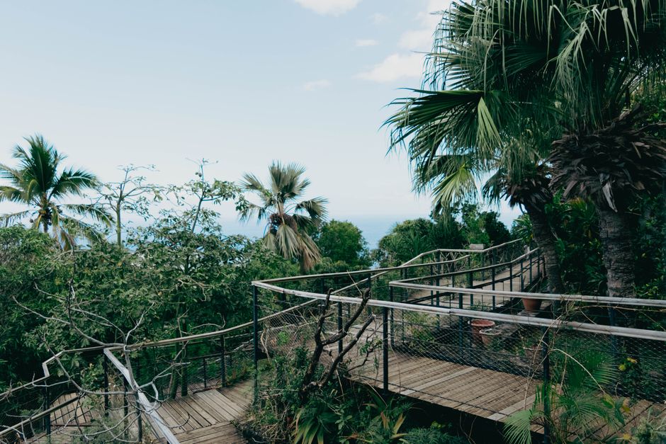 Scenic view of a wooden boardwalk through tropical foliage and palm trees under a bright sky, perfect for travel inspiration.