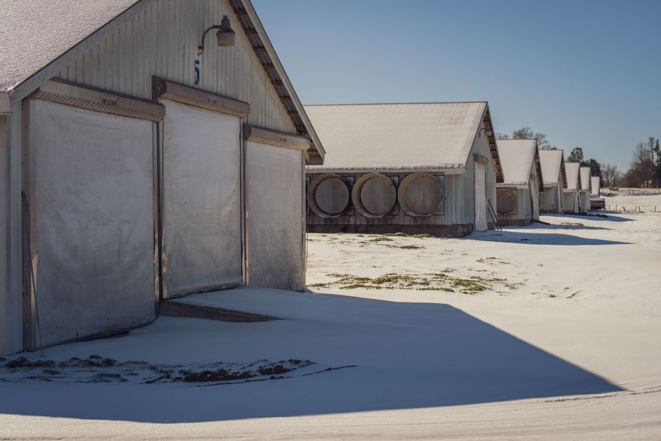 A row of farm sheds covered in snow under a clear winter sky.