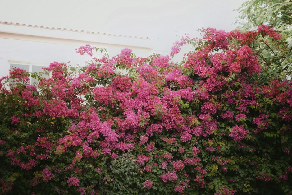 Stunning pink bougainvillea blooms cascading over a garden wall, creating a vibrant, natural scene.