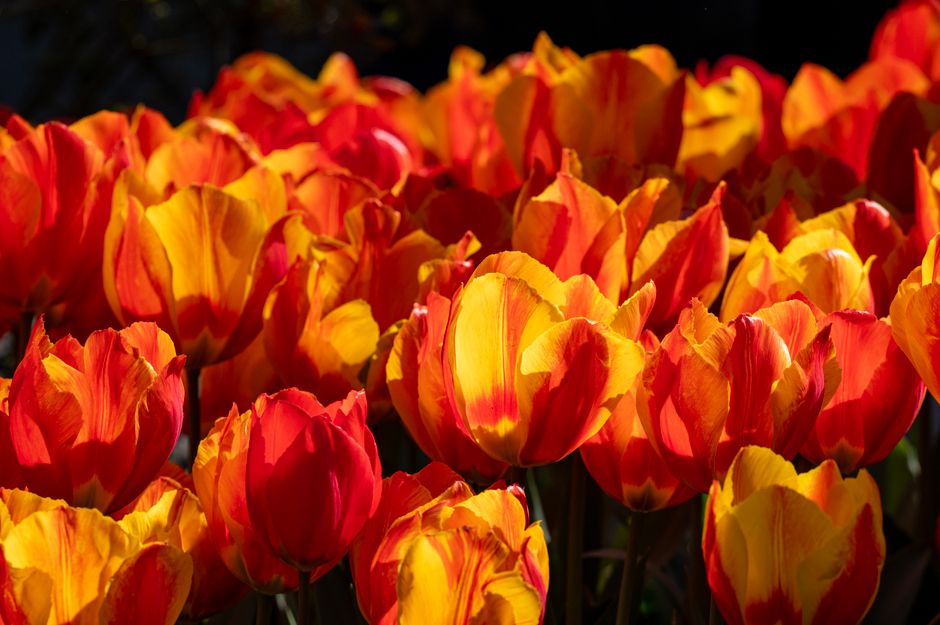 Stunning red and yellow tulip field in Lisse, Zuid-Holland, capturing vibrant spring colors.