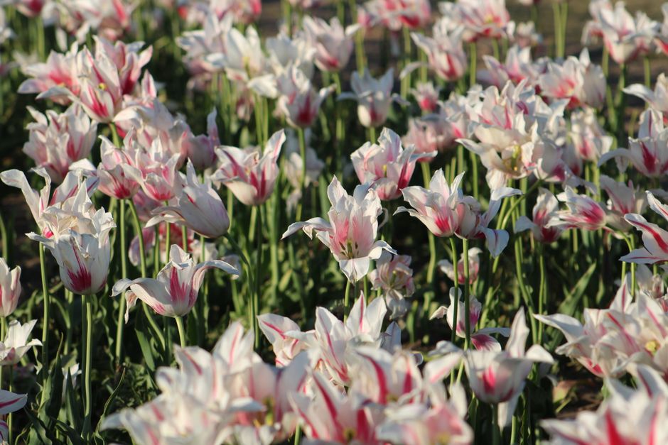 Colorful tulip field in full bloom, showcasing vivid pink and white floral display in natural sunlight.