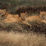 Where the Wild Things Are