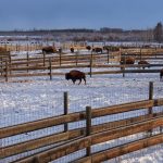 From Extinction to Alberta: the Bison’s Tale