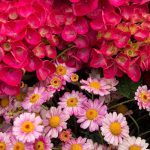 Photos from the Festival of Flowers