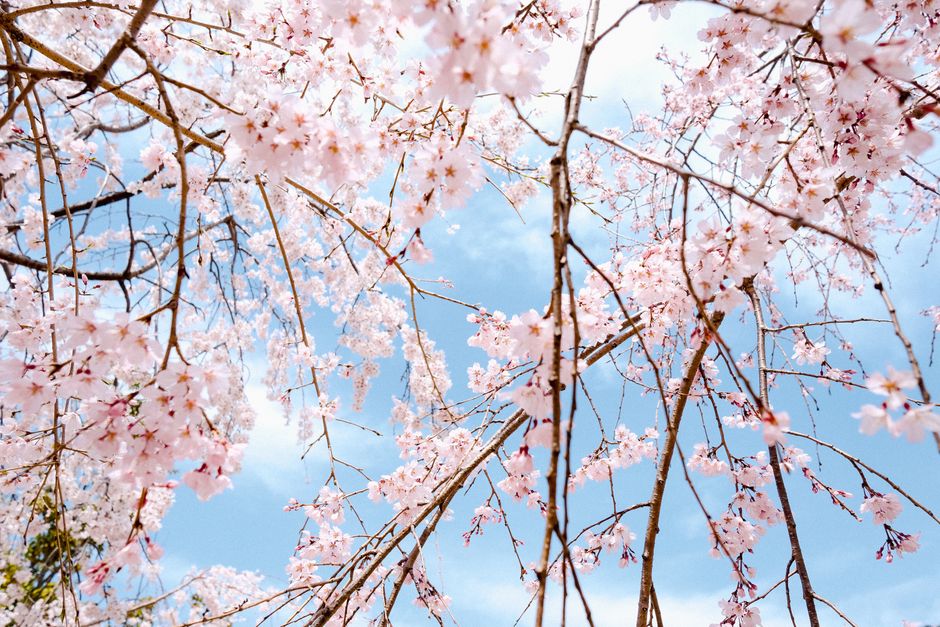 Beautiful cherry blossoms against a bright blue sky, symbolizing the arrival of spring.