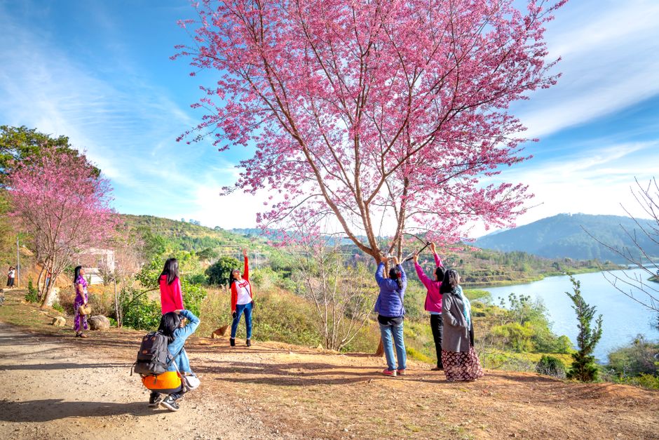 A group of women appreciating the beauty of cherry blossoms in a scenic rural setting by a lake.