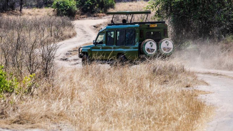 January Safari in Kenya: Dry-Season Planning That Works