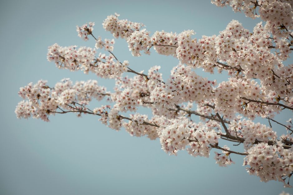 Close-up of cherry blossoms with a clear blue sky background, capturing the essence of spring in South Korea.