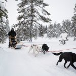 Dog Sledding, as Intended