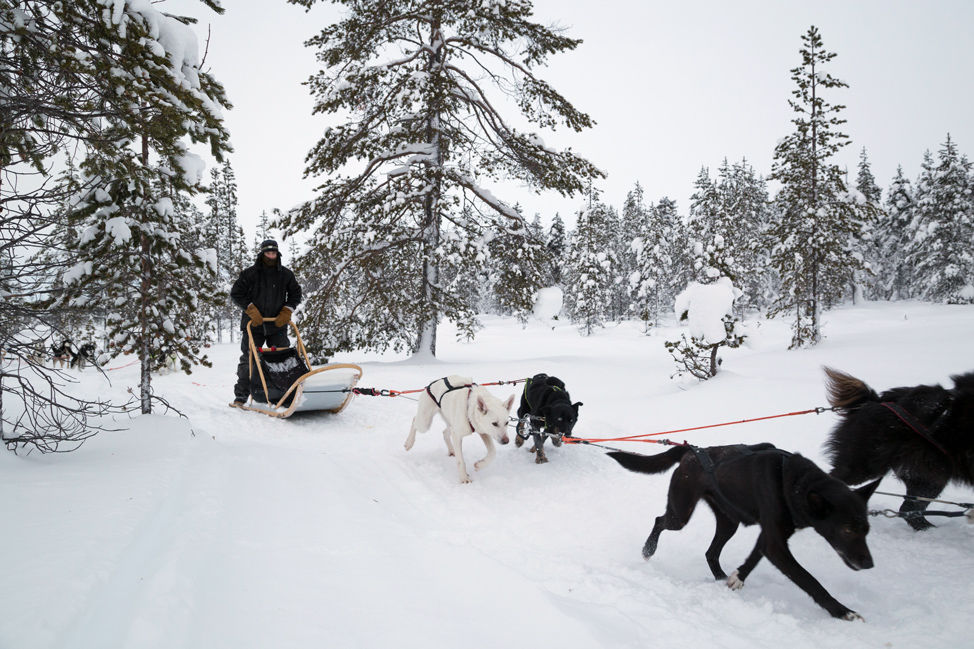 Dog Sledding, as Intended Dog Sledding, as Intended