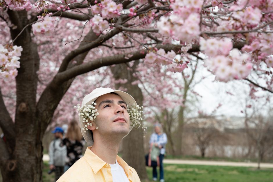 Visitor admiring cherry trees in full bloom on a spring walk